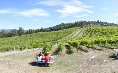 Fotografías Denominación de Origen Vinos de Galicia
