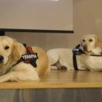 “Los perros de terapia como facilitadores terapéuticos”