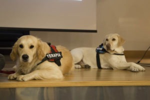 “Los perros de terapia como facilitadores terapéuticos”