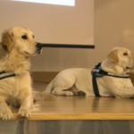 Perros utilizados en entornos oncológicos