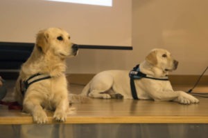 Perros utilizados en entornos oncológicos