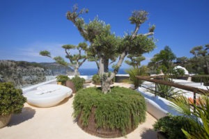 Árboles en Hotel 5 estrellas Ibiza